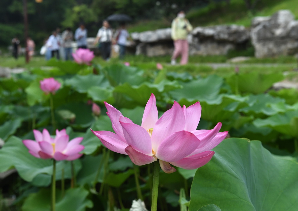 6月28日，游客在圓明園游玩賞荷。