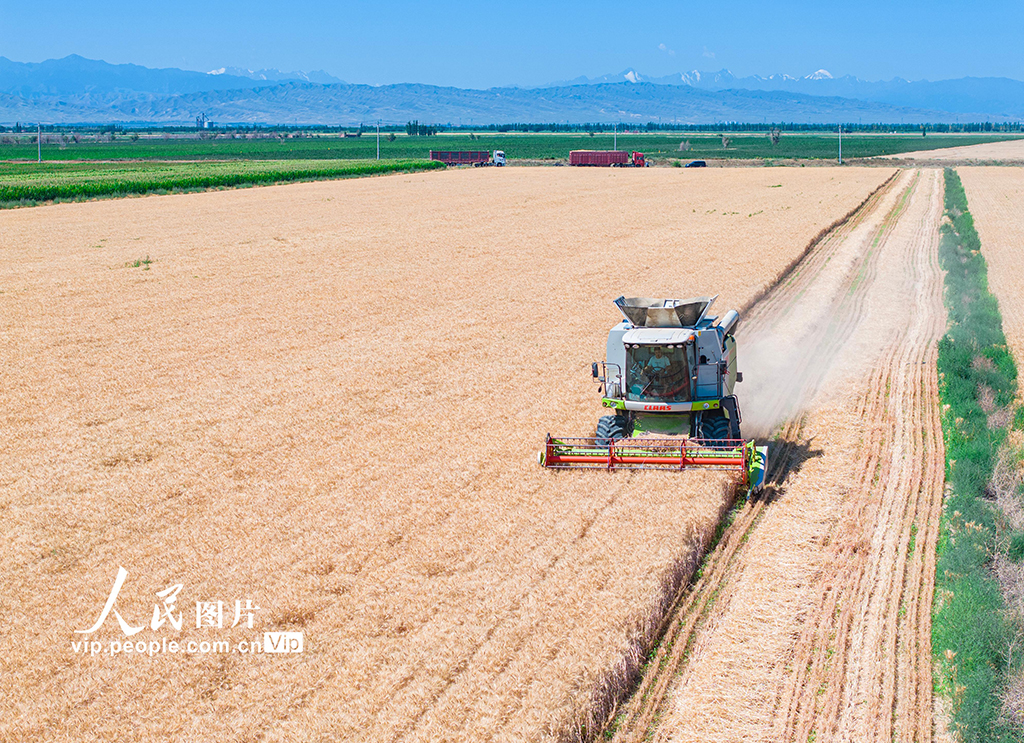 新疆呼圖壁：收割小麥【4】