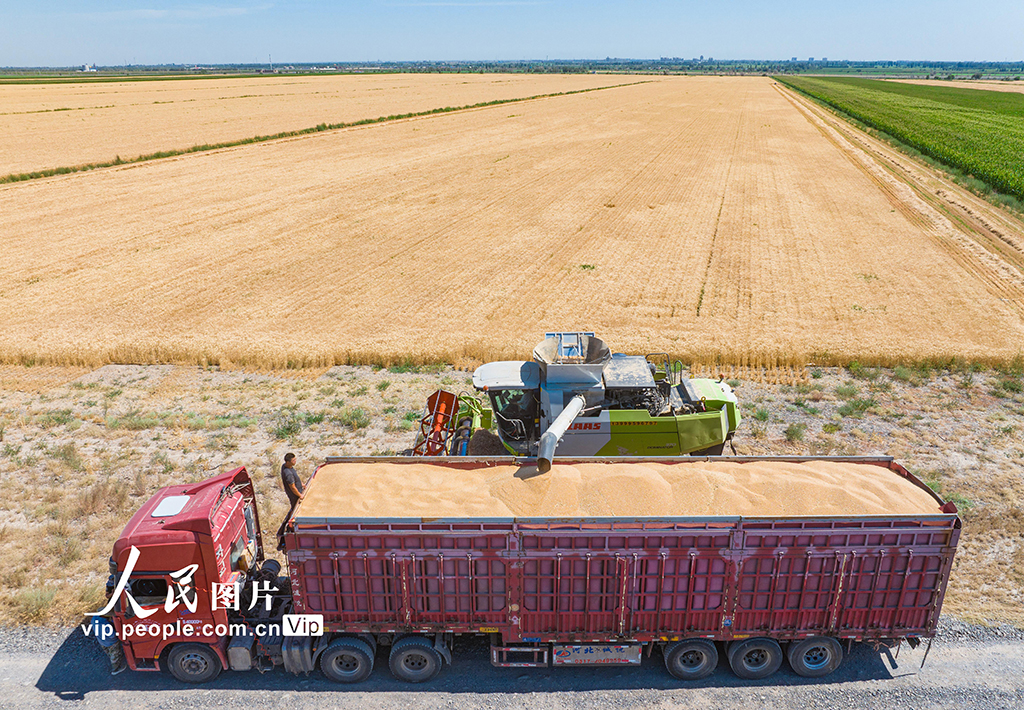 新疆呼圖壁：收割小麥【5】