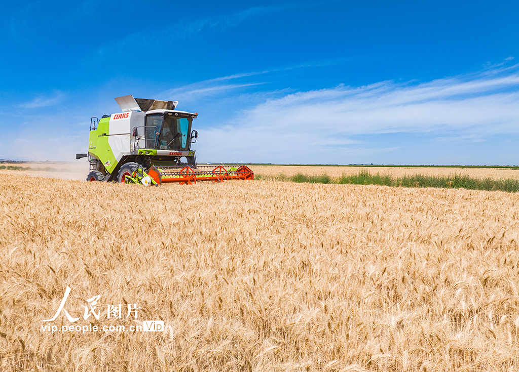 新疆呼圖壁：收割小麥【6】