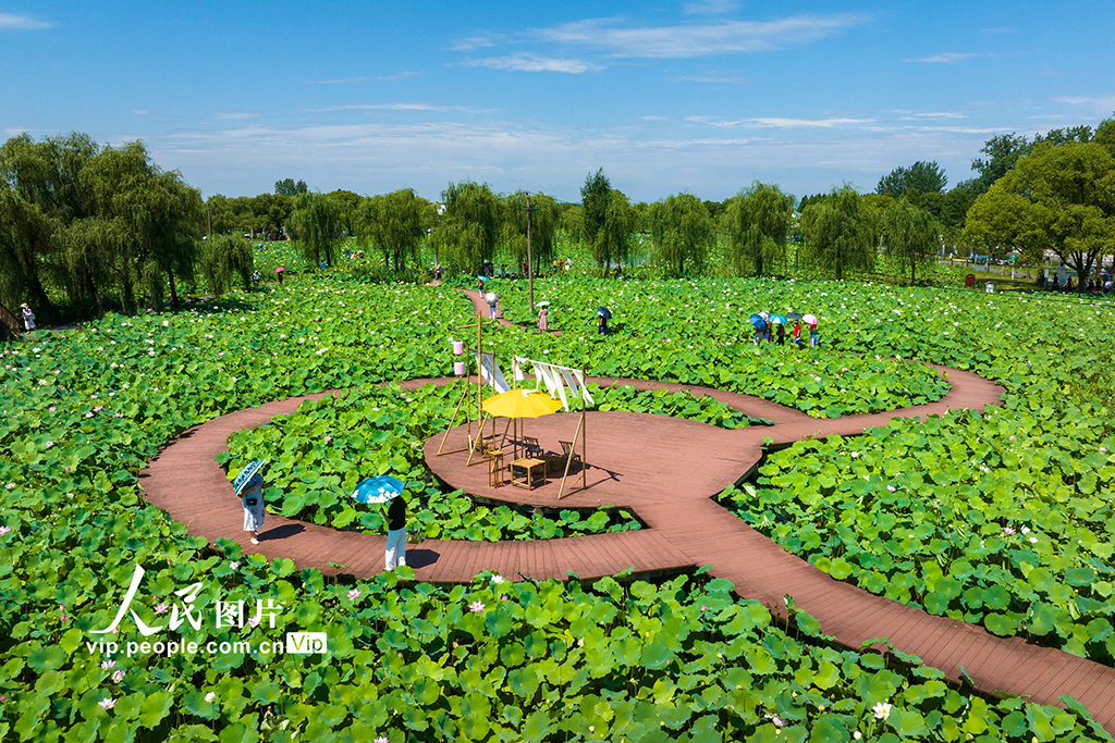 安徽蕪湖：“荷花經濟”助振興【3】