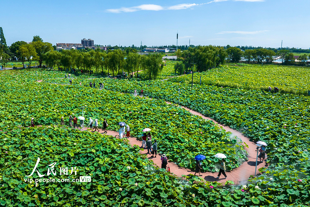 安徽芜湖：“荷花经济”助振兴【4】