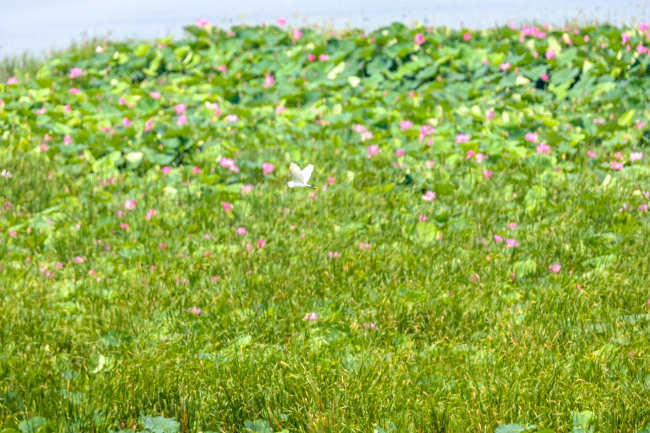 白鹭飞跃莲群。魏斌摄
