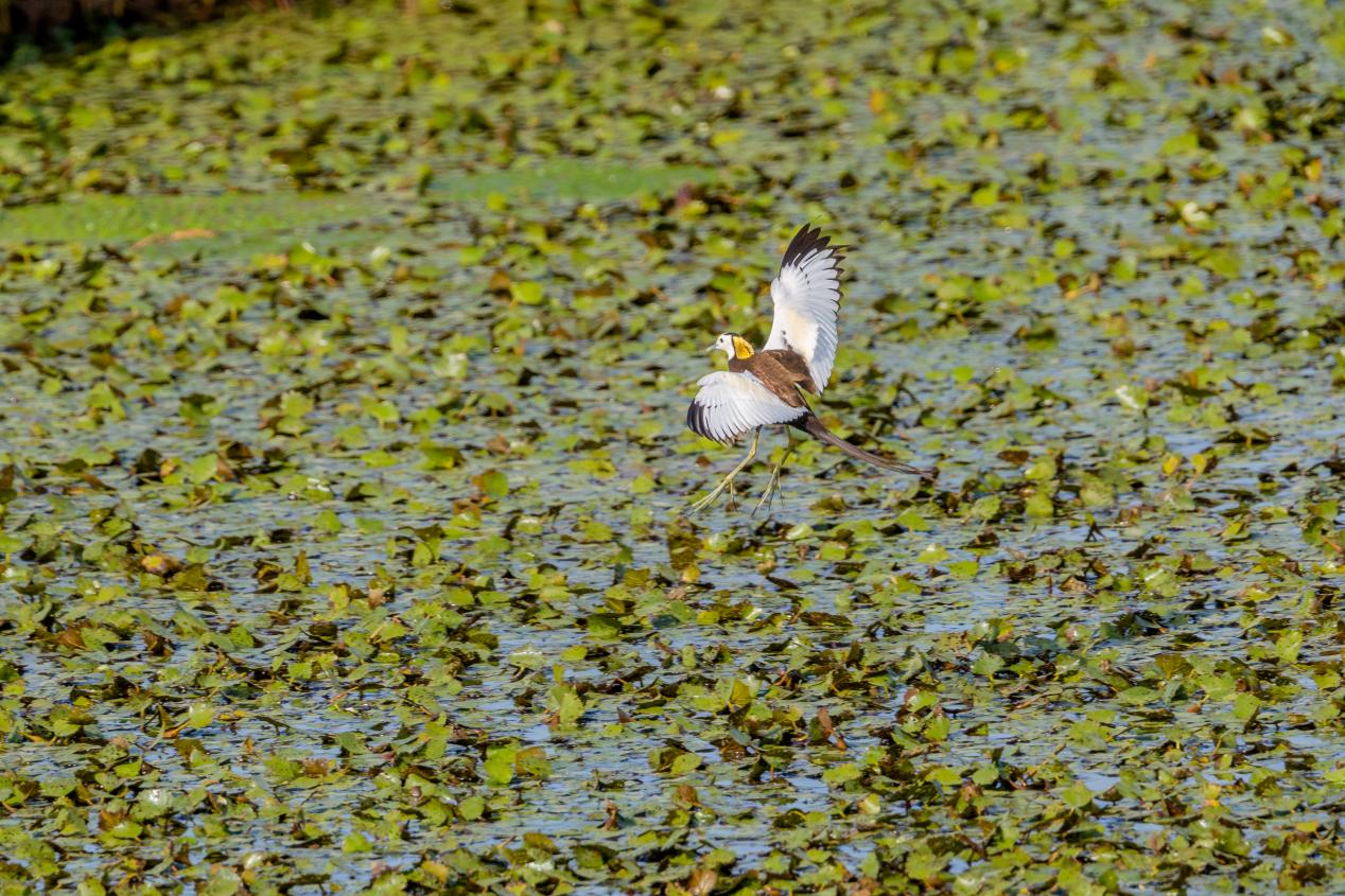 凌波仙子水雉。魏斌摄