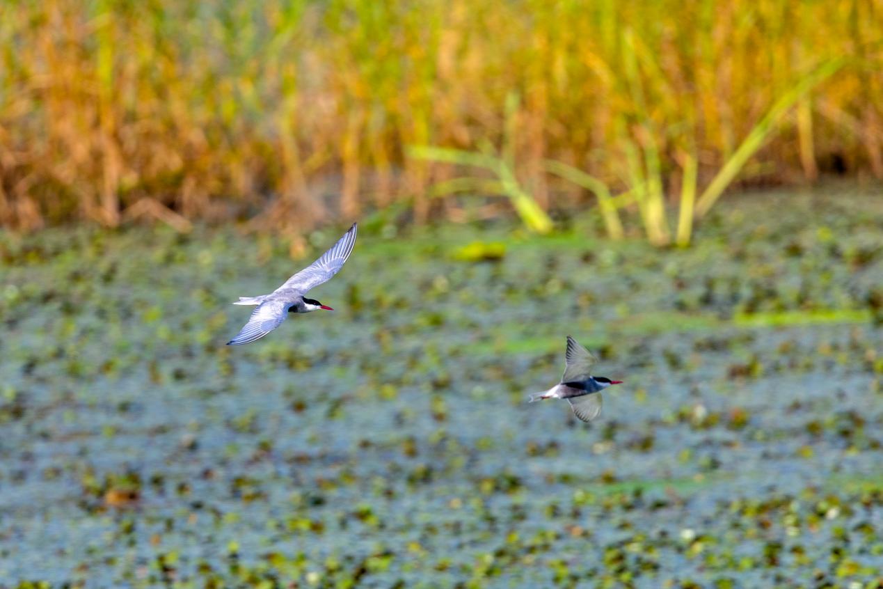 灰翅浮鸥追逐。魏斌摄