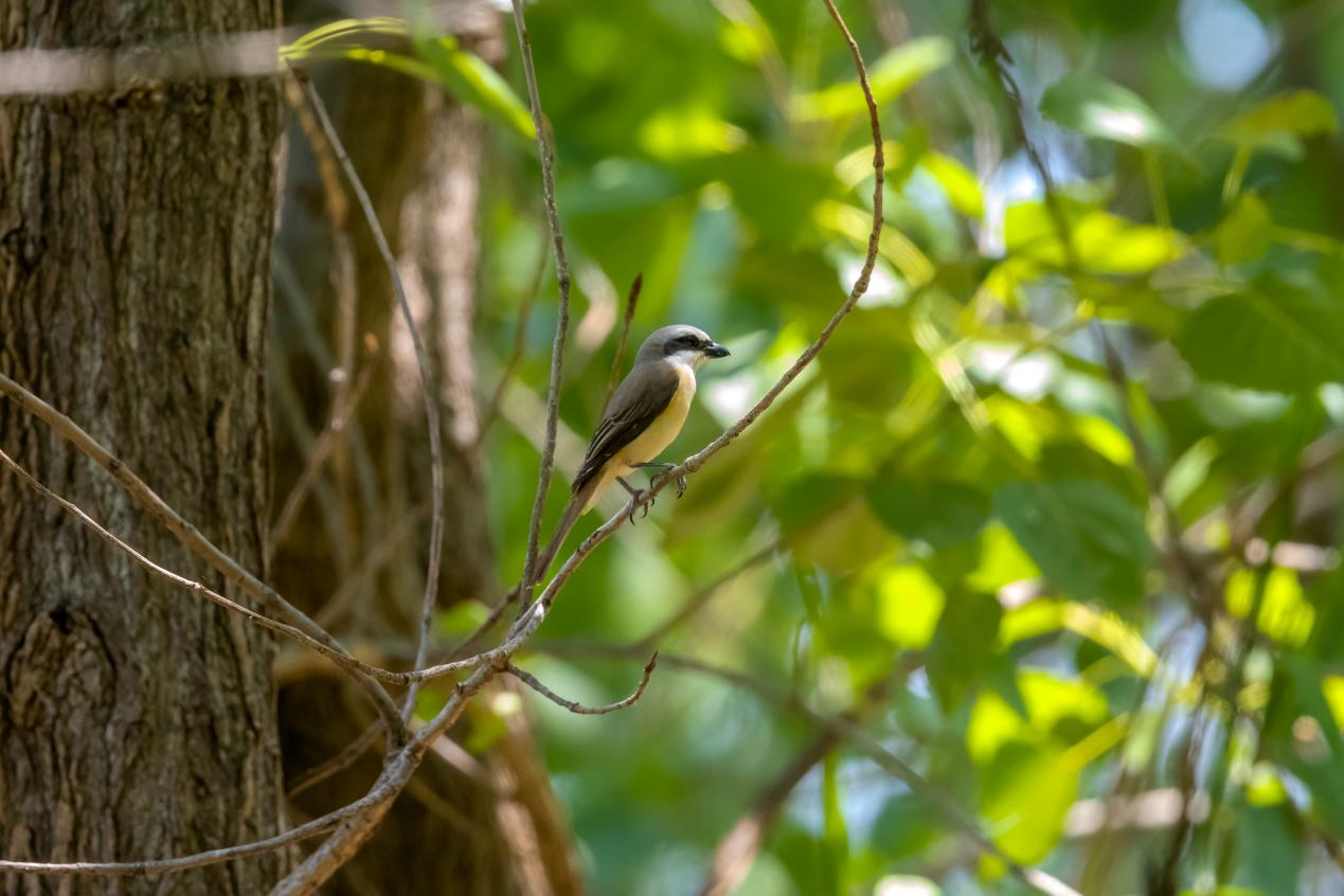 红尾伯劳。魏斌摄