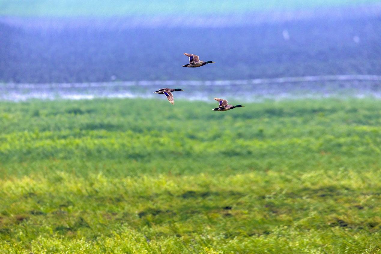 绿头鸭。魏斌摄