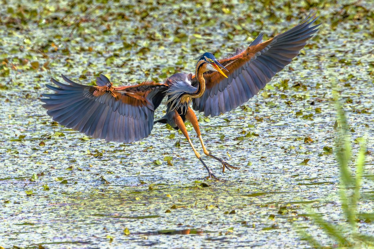 草鹭展翅。魏斌摄