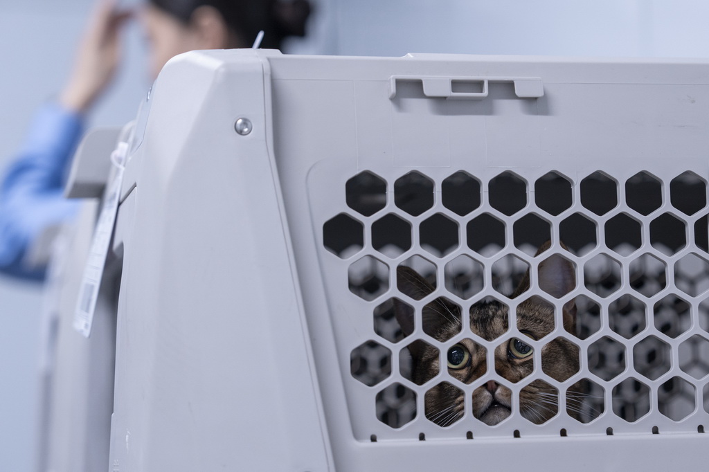 7月1日,一只宠物猫在专用宠物运输箱内“等待乘车”。