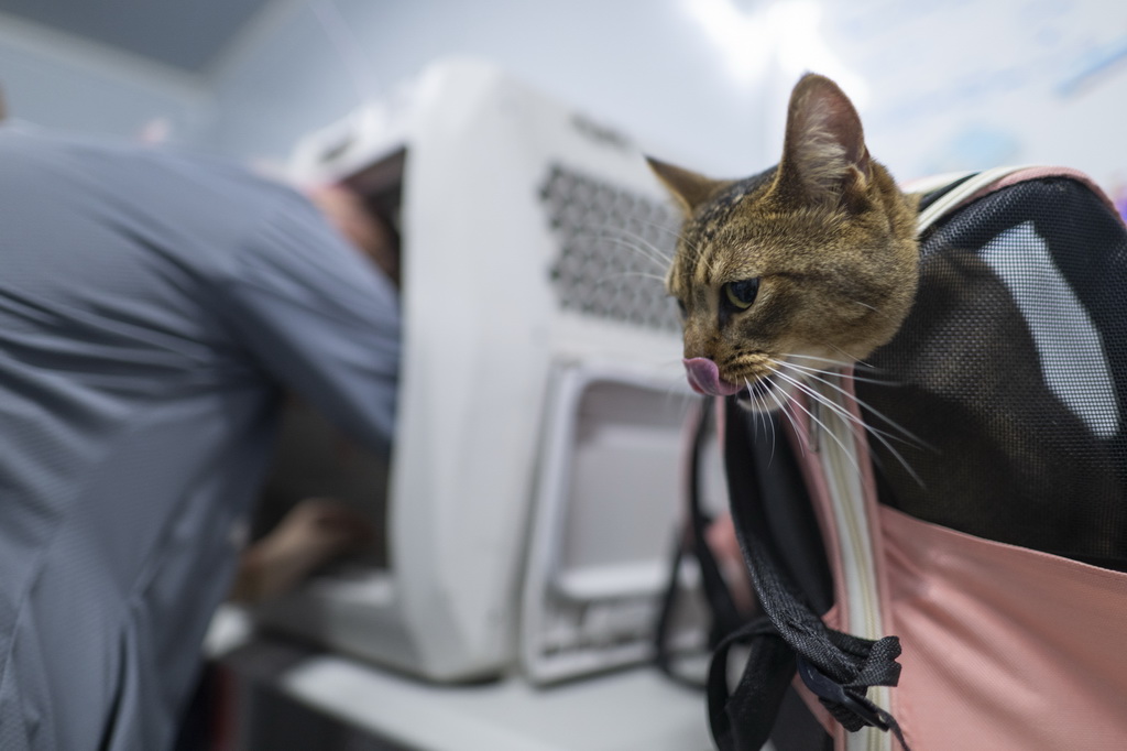 7月1日，一名旅客在布置专用宠物运输箱，她的宠物猫将被放进专用宠物运输箱内。