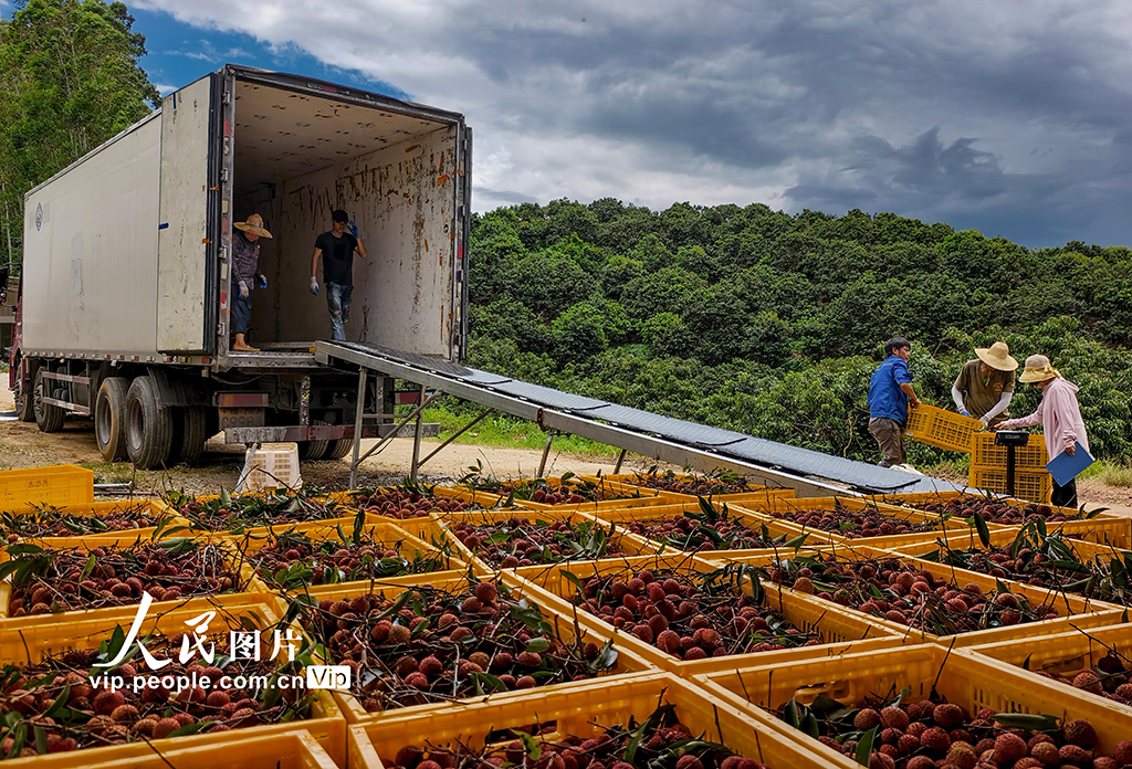 广东高州：荔枝采收【6】