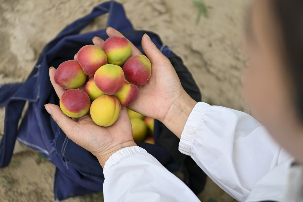 山西省吕梁市兴县蔡家崖村村民展示刚采摘的红梅杏(7月1日摄)。新华社记者 杨晨光 摄
