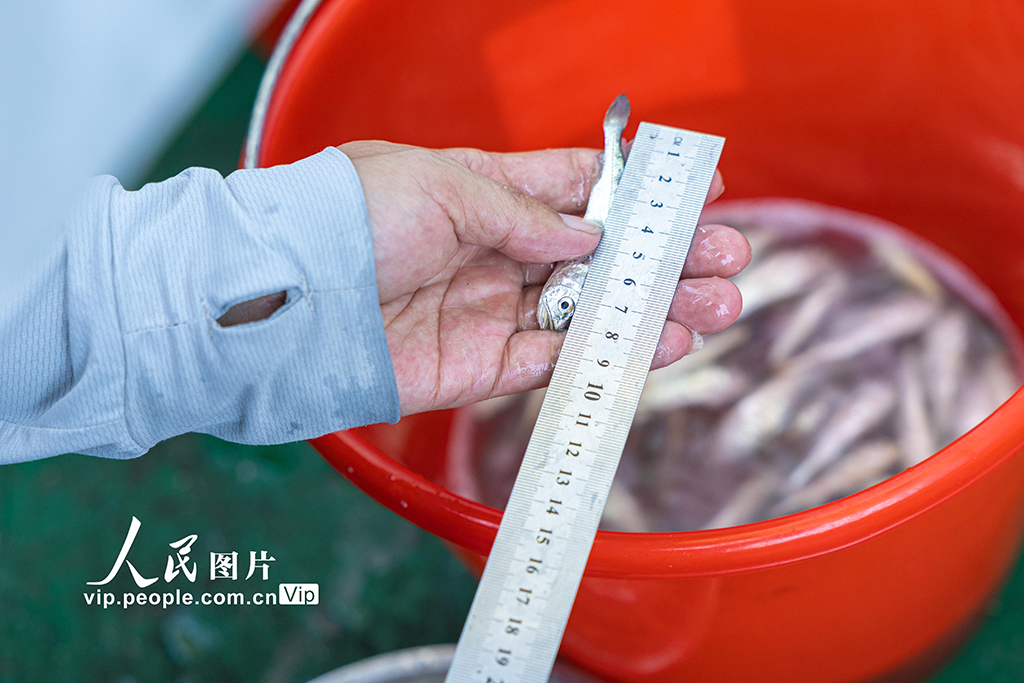 浙江温岭:东海开展增殖放流【4】