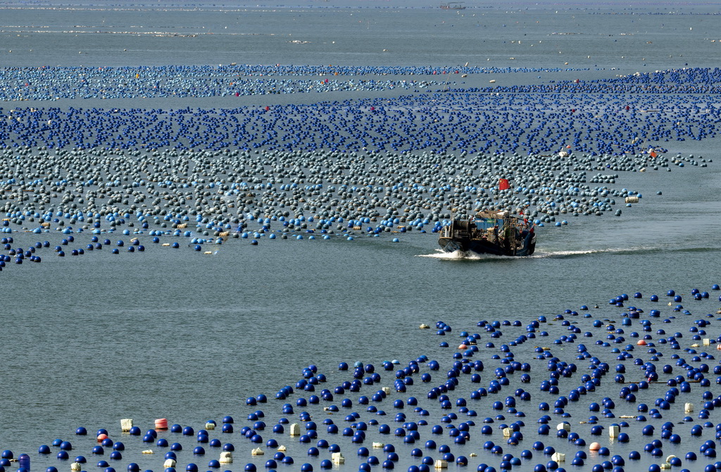 一艘海上作業漁船在連江縣黃岐半島海域海洋牧場中穿梭（7月3日攝）。