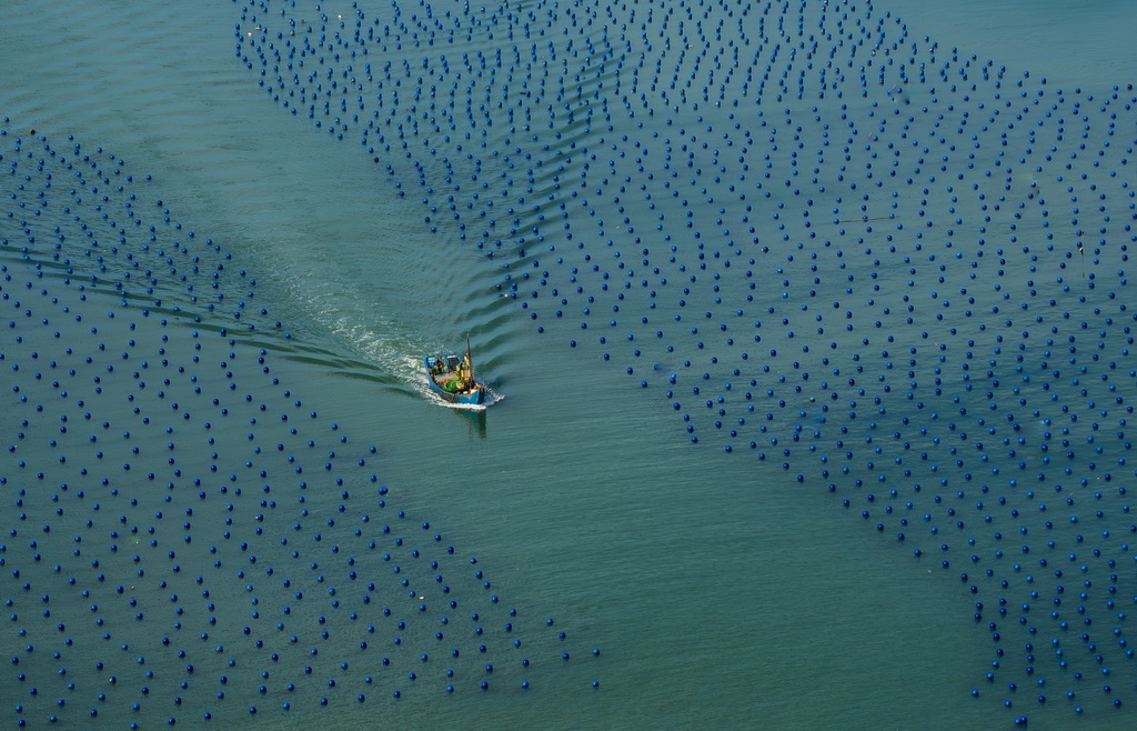 一艘海上作业渔船穿梭在连江黄岐半岛海域海投国家级海洋牧场中(7月3日摄,无人机照片)。