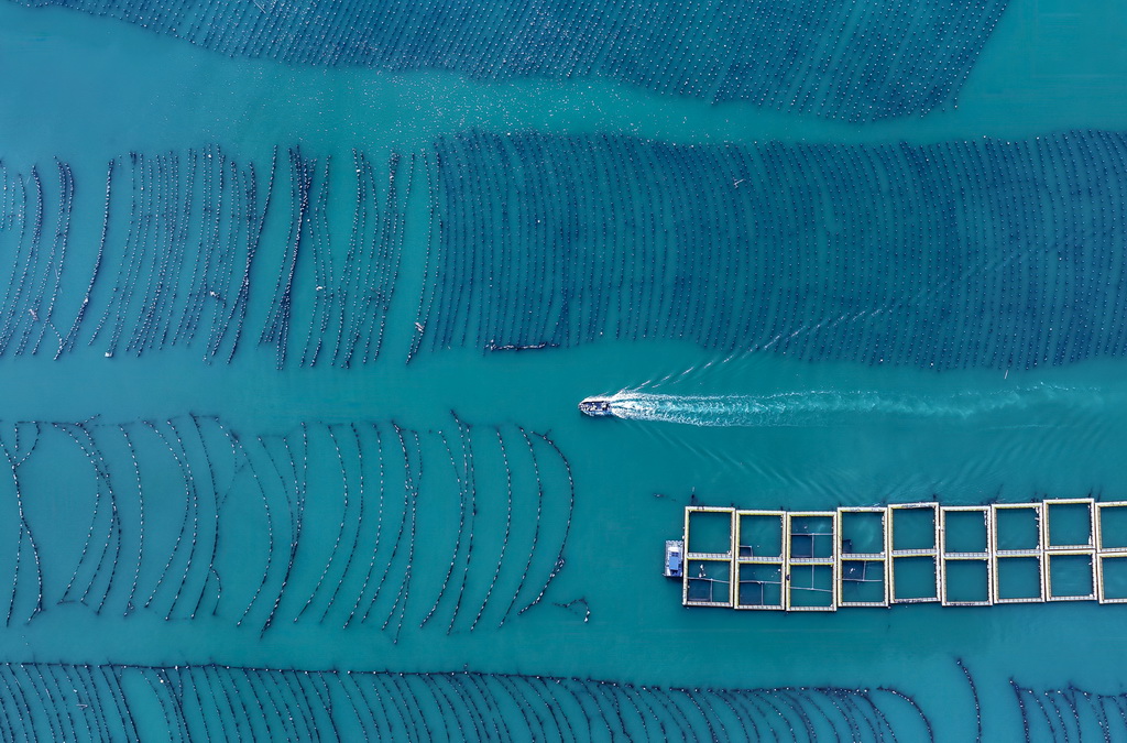  一艘海上作業漁船在連江縣黃岐半島海域海洋牧場中穿行（7月3日攝，無人機照片）。