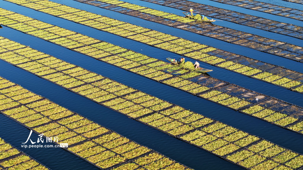 浙江淳安：生態浮島“夏種”忙【2】