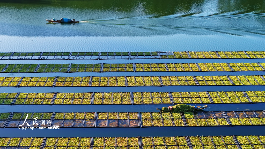 浙江淳安:生态浮岛“夏种”忙【3】