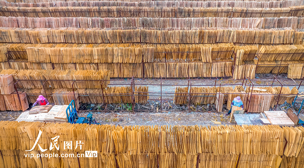 江蘇沭陽：晾晒板材【3】