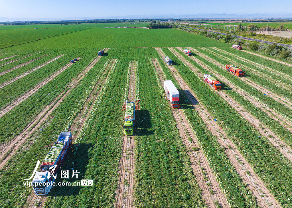 新疆昌吉：西瓜畅销【5】