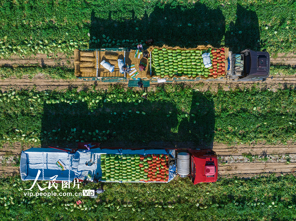 新疆昌吉：西瓜畅销【3】