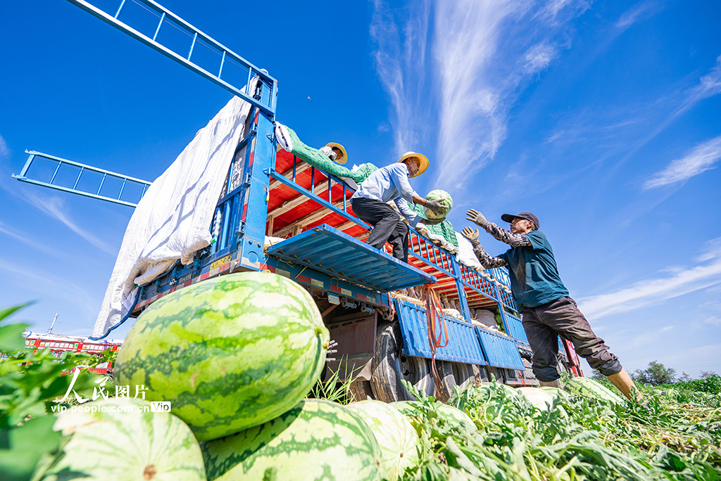 新疆昌吉:西瓜畅销【2】