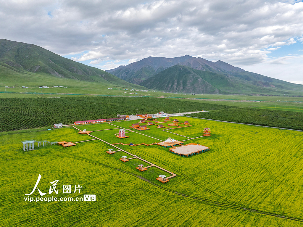 青海门源：油菜花开【4】