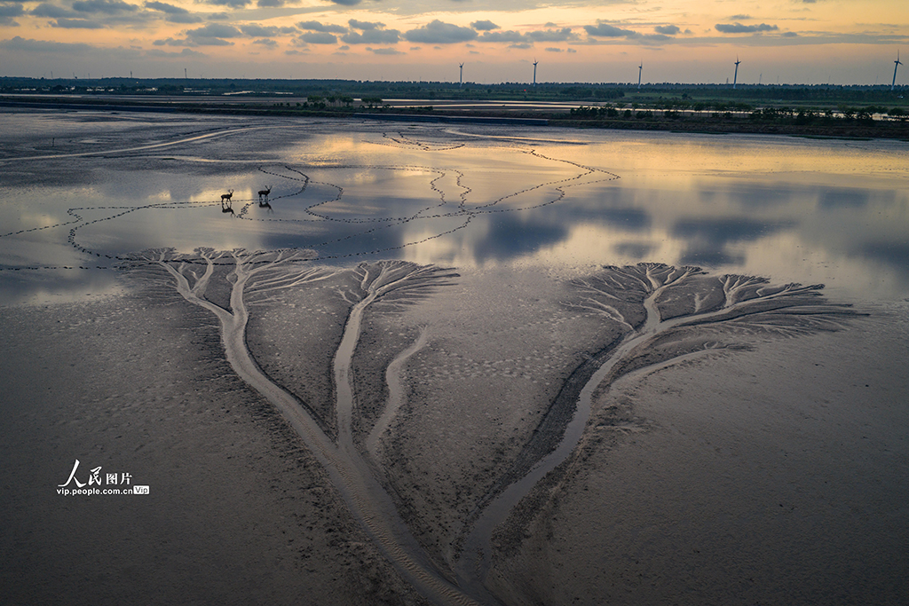 江苏盐城：黄海湿地现“潮汐树”景观【5】