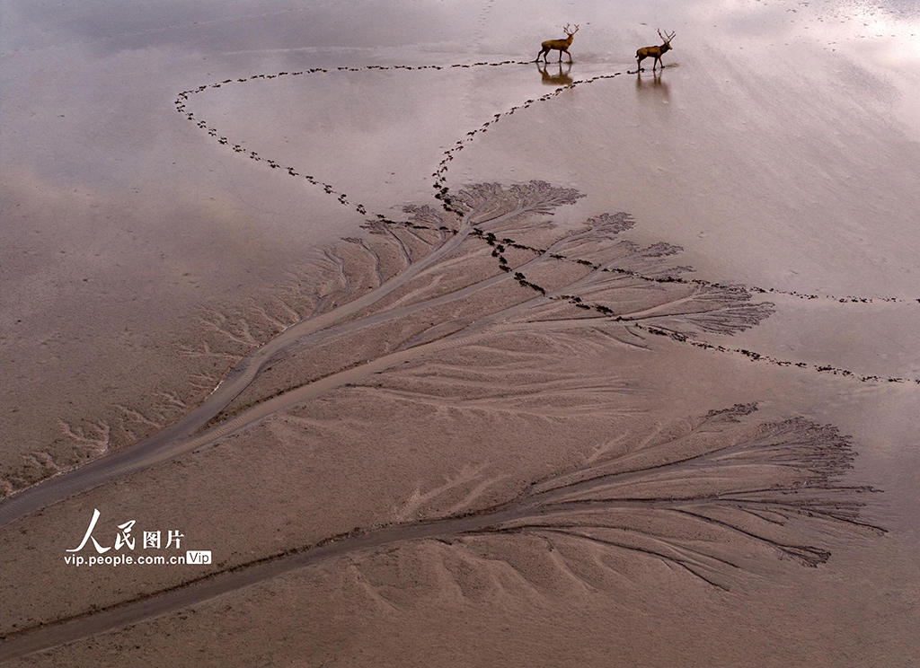江苏盐城：黄海湿地现“潮汐树”景观【4】