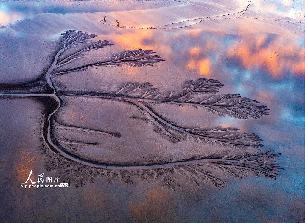 江苏盐城：黄海湿地现“潮汐树”景观【6】