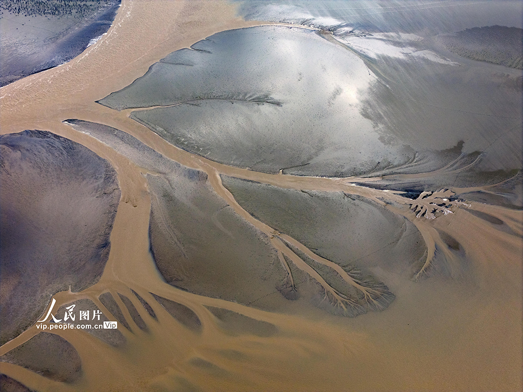 江苏盐城:黄海湿地现“潮汐树”景观【3】