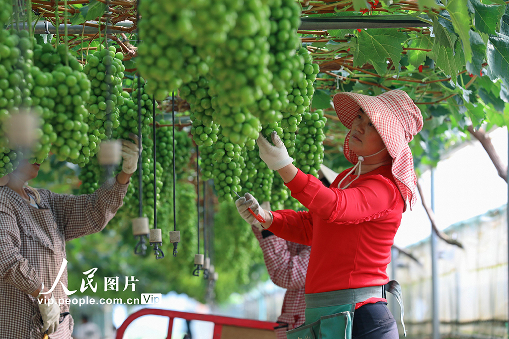雲南陸良：葡萄園裡勞作忙【2】