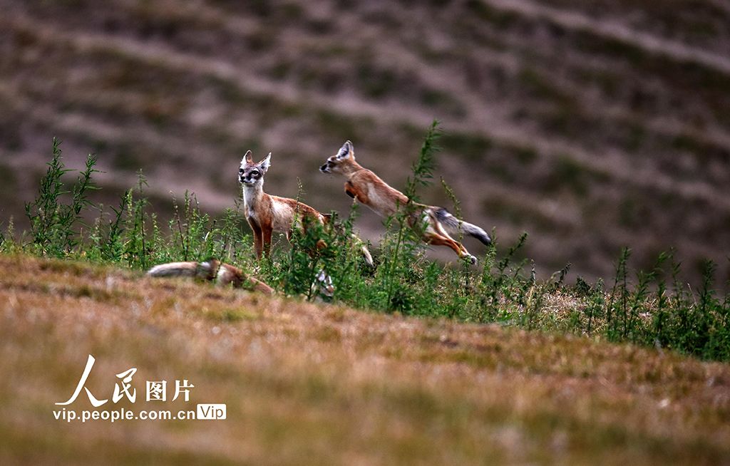新疆伊宁：狐狸嬉戏【4】