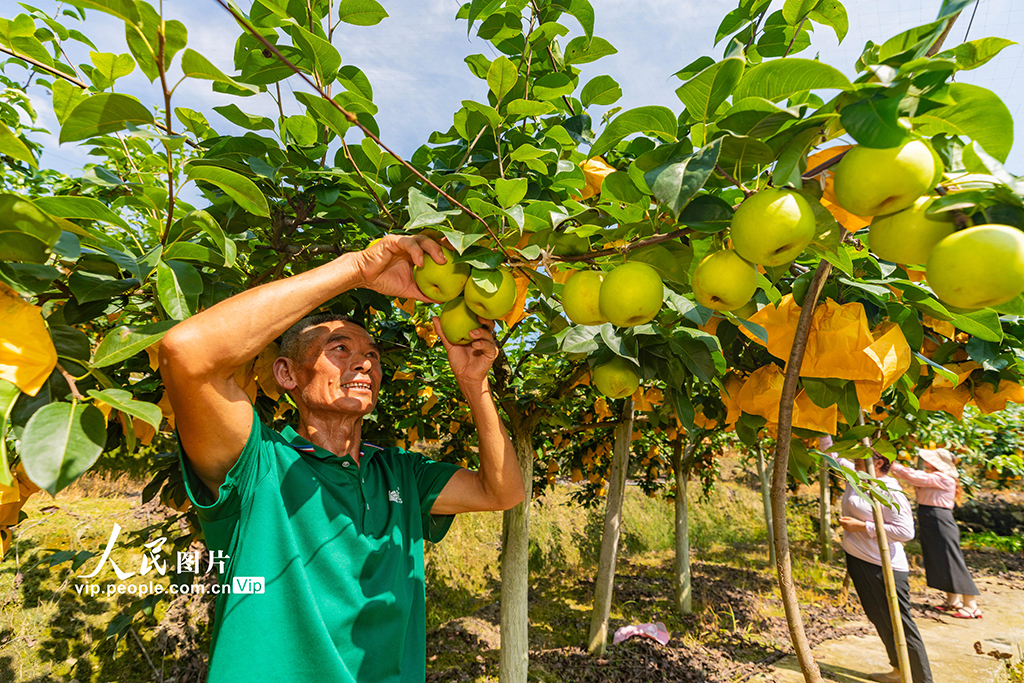 湖北秭归:泉水梨丰收【2】