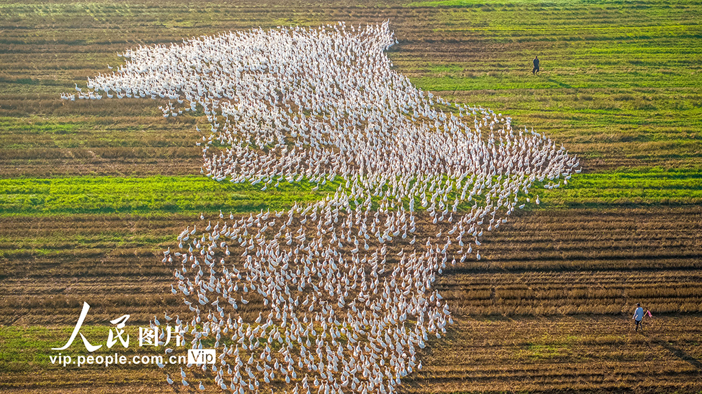 江蘇沭陽：生態養鵝 助農增收【3】