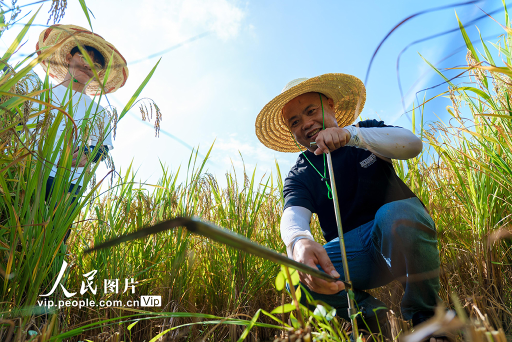 广西罗城：早稻丰收测产忙【3】