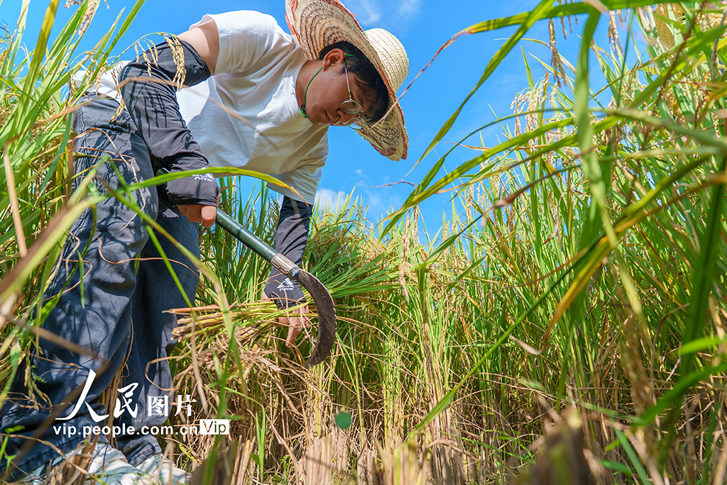 廣西羅城：早稻豐收測產忙【4】