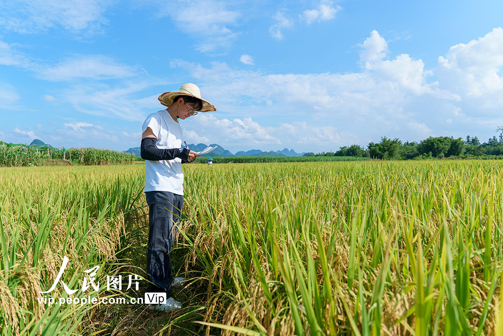 广西罗城：早稻丰收测产忙【5】