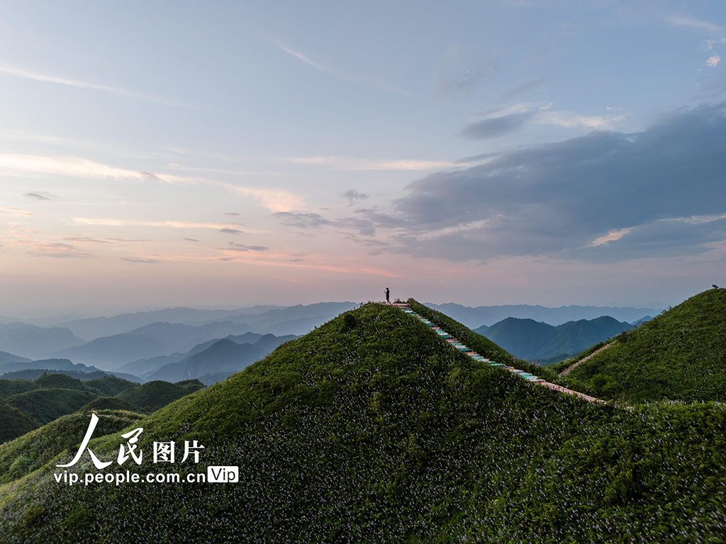 贵州金沙:紫色花海醉游人【4】