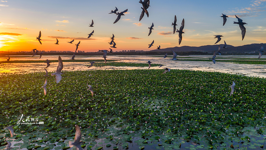 安徽庐江：须浮鸥翔集黄陂湖【7】