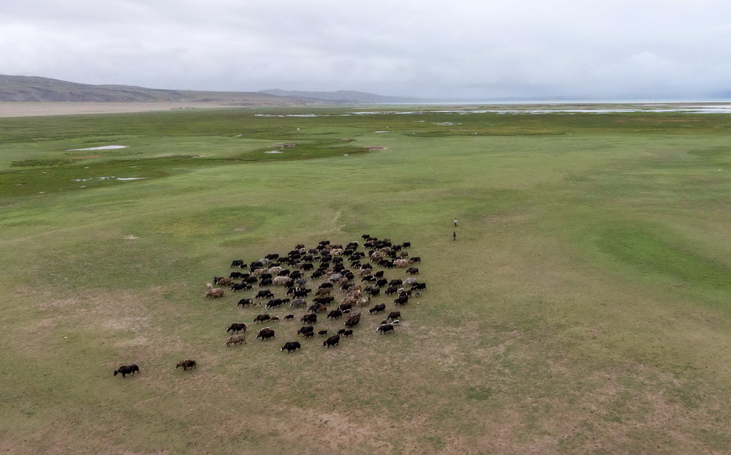 7月22日拍摄的玛旁雍错湿地上的牦牛（无人机照片）。