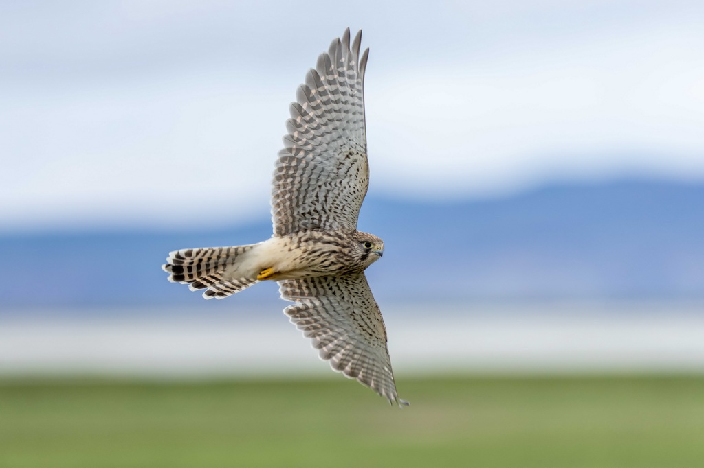 7月22日拍摄的玛旁雍错湿地上栖息的国家二级保护野生动物红隼。