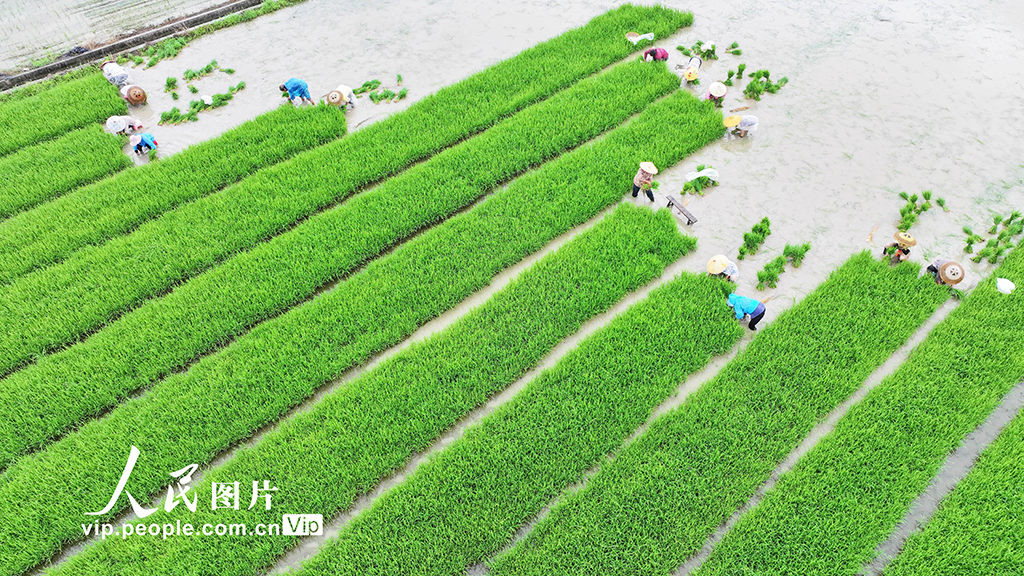 湖南道縣:插秧【3】