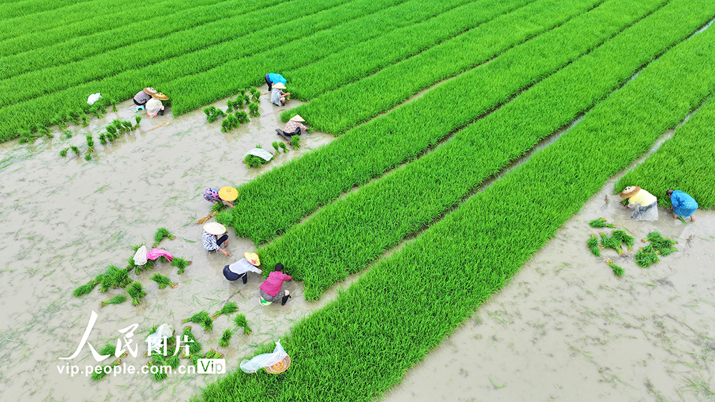 湖南道縣：插秧【5】