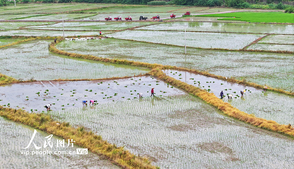 湖南道縣:插秧【7】