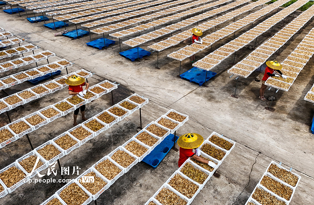 湖南祁東：小黃花 大產業【3】