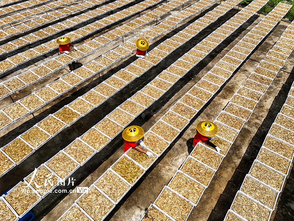 湖南祁東：小黃花 大產業【4】