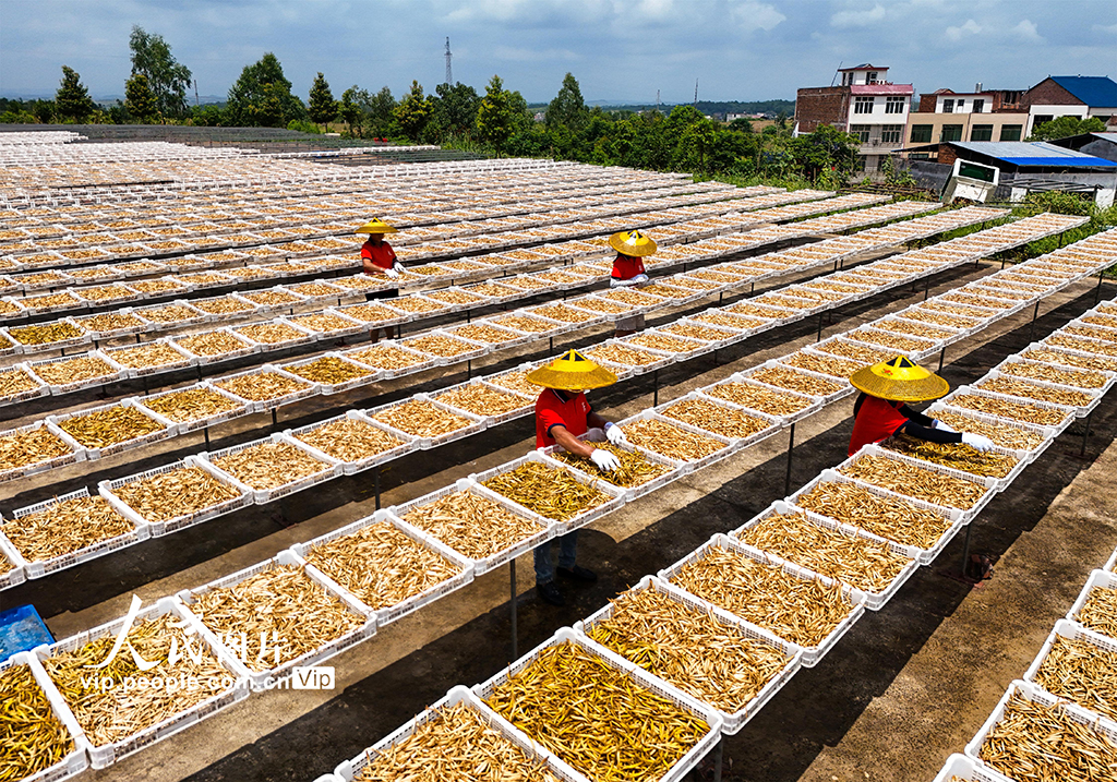 湖南祁东:小黄花 大产业【6】