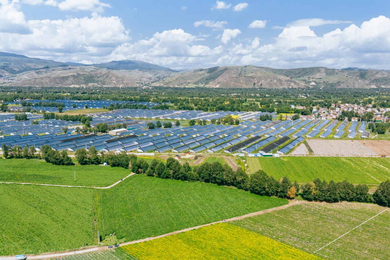 冷涼蔬菜是大通當地的支柱產業之一。邱活攝