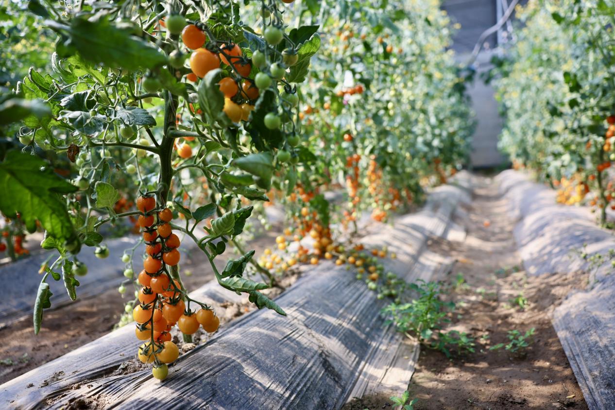 大通森田現代農業科技有限公司種植的番茄。蔣雨師攝